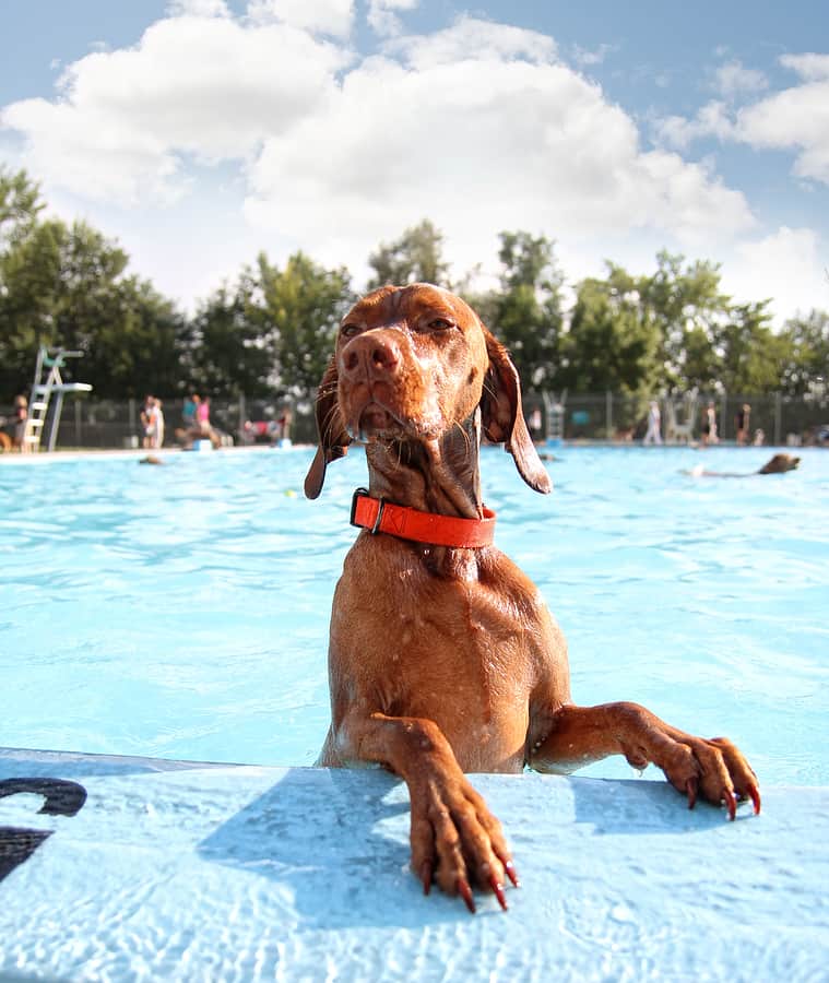 Chien piscine